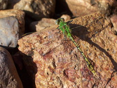 Erpetogomphus crotalinus