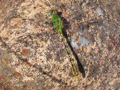Erpetogomphus crotalinus