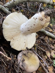 Russula ionochlora