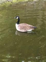 Branta canadensis