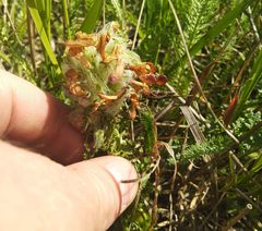 Pedicularis dasystachys