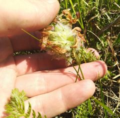 Pedicularis dasystachys