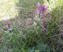 Pedicularis dasystachys