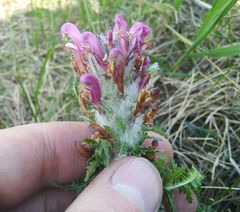 Pedicularis dasystachys