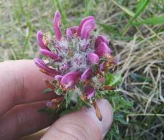 Pedicularis dasystachys