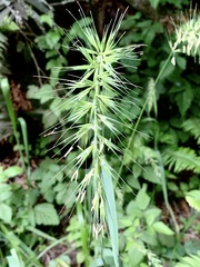 Elymus californicus
