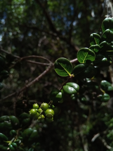 Danais microcarpa image