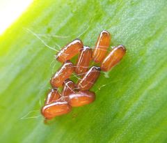 Lilioceris merdigera