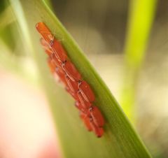 Lilioceris merdigera