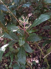 Chassalia acutiflora image