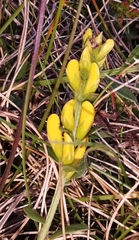 Sophoreae