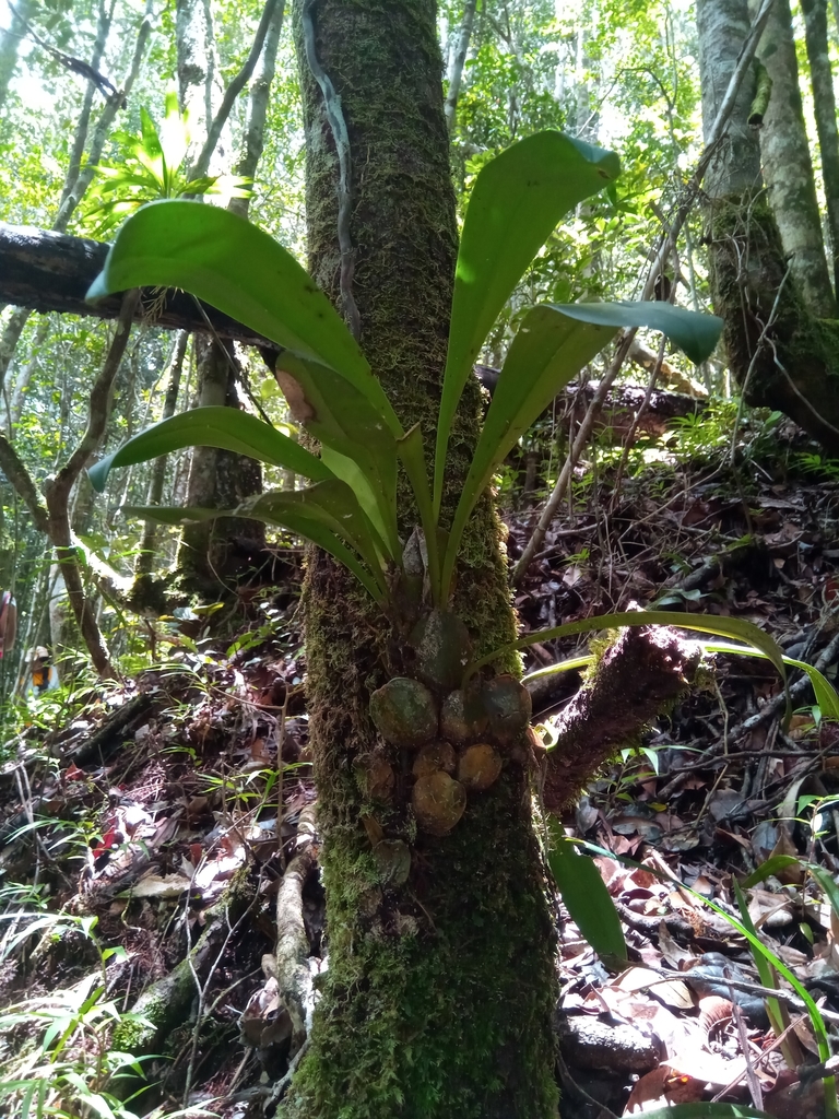 Alcistachys