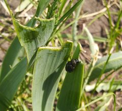 Lilioceris merdigera