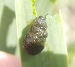 Lilioceris merdigera