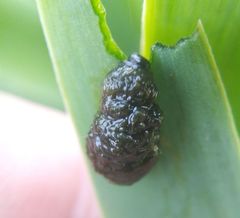 Lilioceris merdigera