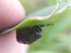 Lilioceris merdigera