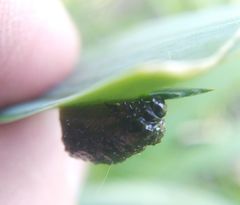 Lilioceris merdigera