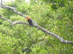 Pelargopsis amauroptera