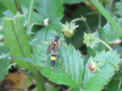 Amblyteles armatorius