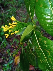 Psychotria brandneriana subsp. brandneriana image