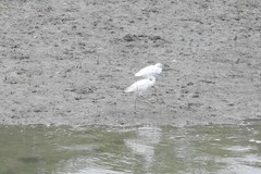 Egretta garzetta × gularis