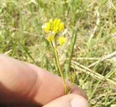 Sisymbrium polymorphum