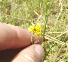 Sisymbrium polymorphum