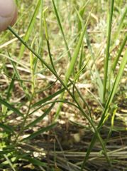 Sisymbrium polymorphum