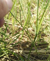 Sisymbrium polymorphum