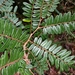 Dalbergia monticola - Photo 由 Rahaingoson Fabien 所上傳的 (c) Rahaingoson Fabien，保留部份權利CC BY-NC