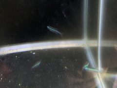 Paracheirodon simulans