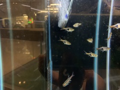 Trigonostigma heteromorpha