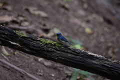 Cyornis glaucicomans
