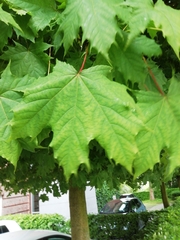 Acer platanoides