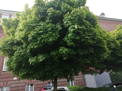Acer platanoides