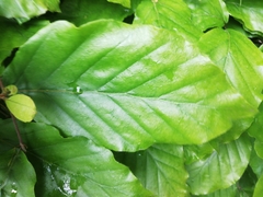 Fagus sylvatica