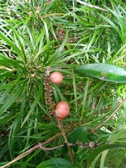 Dracaena reflexa image