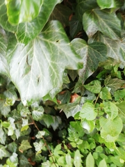 Hedera helix