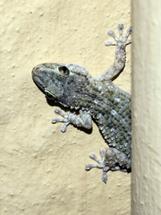 Tarentola mauritanica