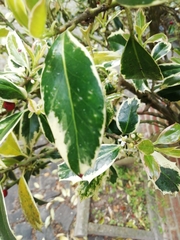 Ilex aquifolium