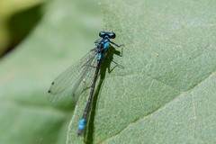 Zoniagrion exclamationis