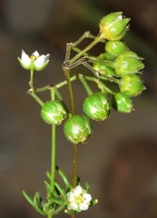 Spergularia flaccida