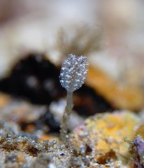 Sycozoa