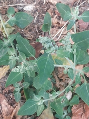 Chenopodium album