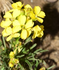 Erysimum nevadense
