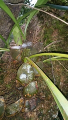 Bulbophyllum occlusum image