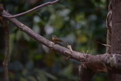 Cyornis whitei