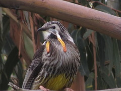 Anthochaera paradoxa paradoxa