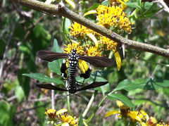 Horama plumipes