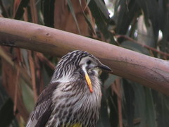 Anthochaera paradoxa paradoxa